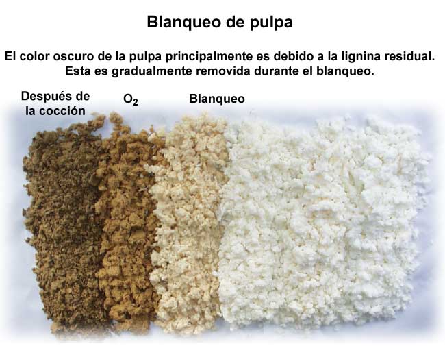 La lignina residual colorea la pulpa (Mets Fibre, VTT)