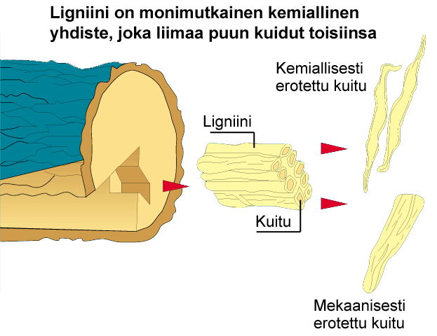 Puun rakenne (UPM-Kymmene)